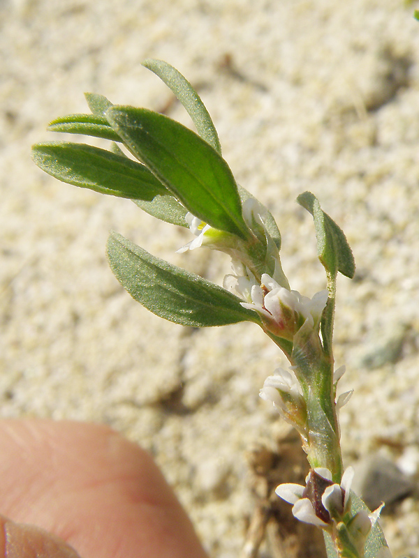 Polygonum robertii / Poligono di Robert